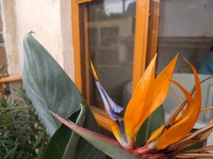 Beautiful paradise flower on their balcony at Tejón Heladería Mexicana in Tepoztlan