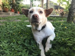 Luna  at Pyramids of Chi Cafe in Gianyar