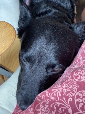 Cafe dog as a bonus  at Život Caffe in Porec