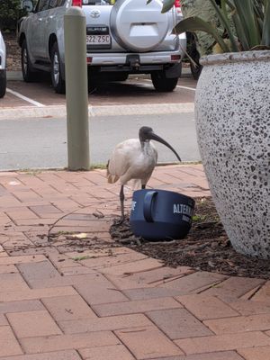  at The Happy Turtle Cafe in Caloundra