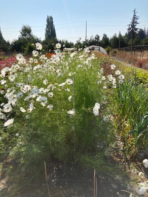 More flowers and veggie gardens to enjoy while eating.  at OSM Eats in Langley