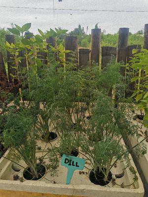  at Lekker Garden in Panglao