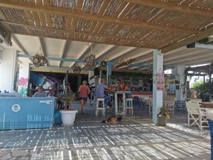 Bar, decor and sleeping puppy 🥰 at Seaside Restaurant Bar in Naxos