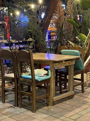 Cat  at Refresh Vegan Kitchen in Kas