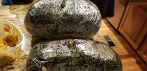 Big nori at Tassili's Raw Reality in Atlanta