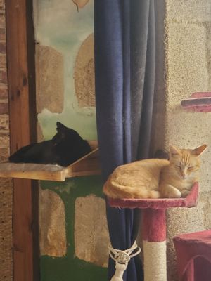  at Once Upon A Cat in Limoges