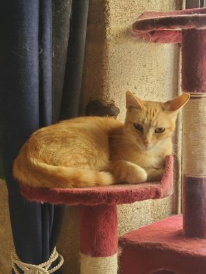  at Once Upon A Cat in Limoges