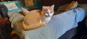  at Once Upon A Cat in Limoges