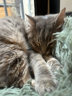   at Once Upon A Cat in Limoges