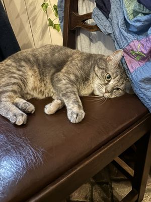   at Once Upon A Cat in Limoges