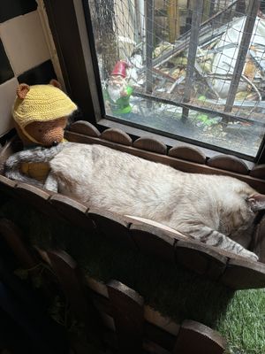   at Once Upon A Cat in Limoges