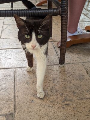  at Moustakallis in Paphos