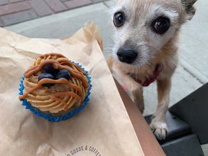 Lily is about to enjoy her ‘pup cake’!  🧁  at All Roads in Jefferson