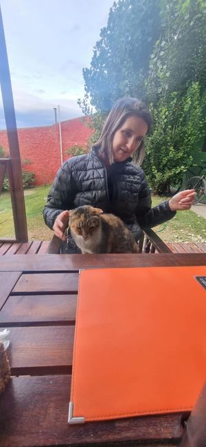 Friendly neighbourhood cat. Helps itself to your lap for pats. at Pura Vida in El Calafate