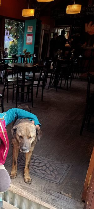 Amigos de Pura Vida at Pura Vida in El Calafate