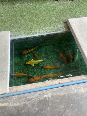   at The Glass House in Koh Lanta