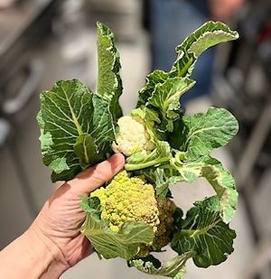 化学農薬、化学肥料不使用野菜  at PASTA+ En to En in Osaka