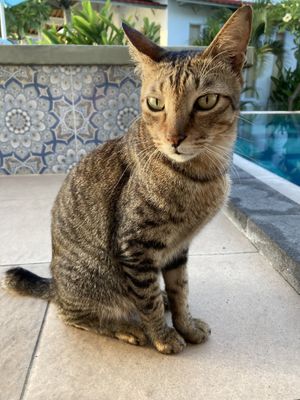 The resident kitty  at SALT in Amed