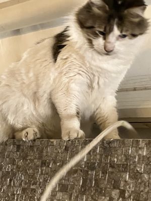   at The Aft Galley in St Julians