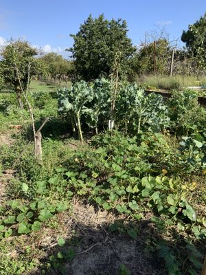 Farm to table. This is how we grow  at Veganicelos in Setubal