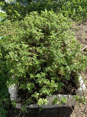 Our mint is thriving  at Veganicelos in Setubal