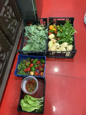 From our farm. Kompost end up there and we bring these back  at Veganicelos in Setubal