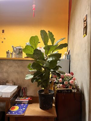   at Neko Vegan House in Penang