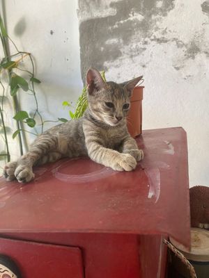  at Neko Vegan House in Penang