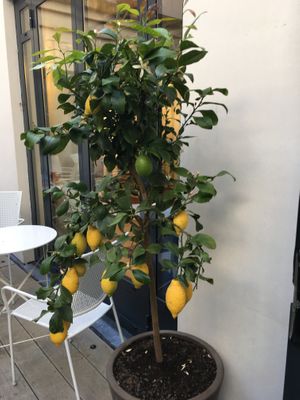 Cute lemon tree  at Coconut Cafe in Paris
