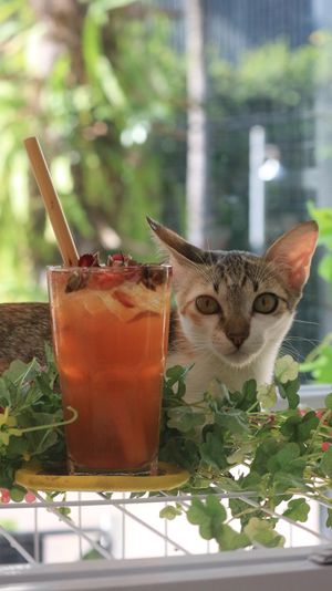  at WagWel Feline in Ho Chi Minh City