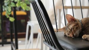  at WagWel Feline in Ho Chi Minh City