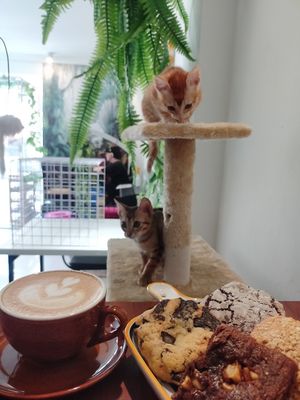  at WagWel Feline in Ho Chi Minh City