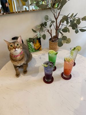  at WagWel Feline in Ho Chi Minh City