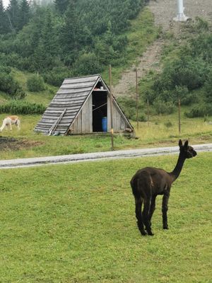 Alpaca from Andes at Rifugio Tamai in Sutrio
