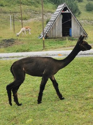  at Rifugio Tamai in Sutrio