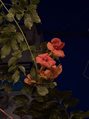 Picture of a beautiful flower in the garden.  at Olaya Bistro in Crete