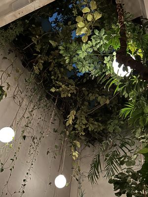   at Rosetta in Mexico City