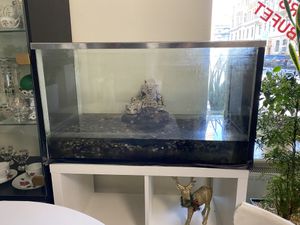 The aquarium in which the two turtles are kept  at Loving Hut - Zborovska in Prague