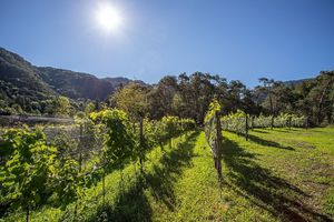 Our organic wineyard at Agriturismo Bosc del Meneghì - B&B in Ledro