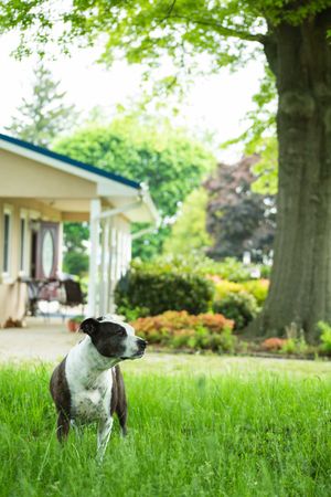 Sanctuary Fur Baby Khaleesi. Aka, Mama.  at Inner Nature:  A Sanctuary for Your Soul in Finksburg