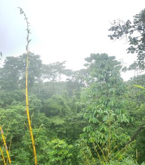 Nice view offered from the place at Cafe Metropoli in La Fortuna
