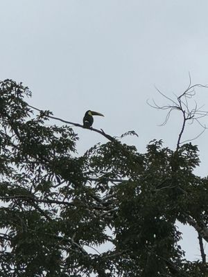   at Cafe Metropoli in La Fortuna