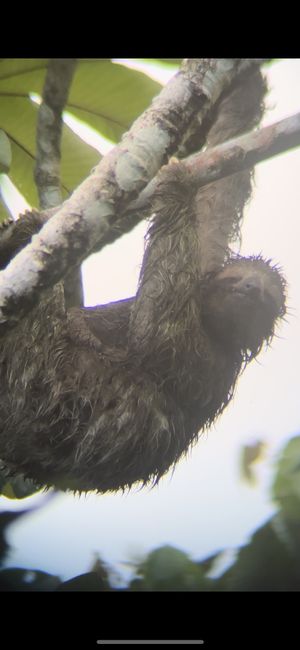  #Veganuary at Cafe Metropoli in La Fortuna