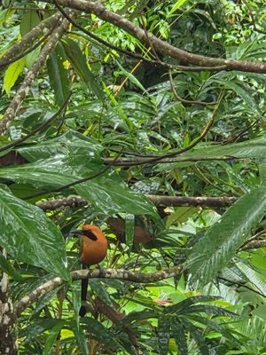  at Cafe Metropoli in La Fortuna