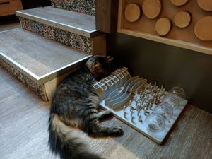  at Cat'n'Coffee in Klagenfurt