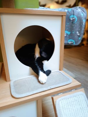  at Cat'n'Coffee in Klagenfurt