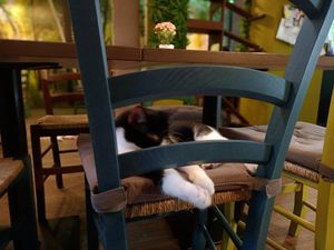  at Cat'n'Coffee in Klagenfurt