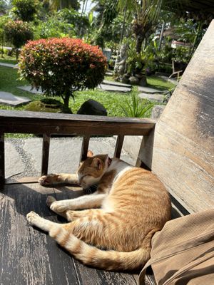 Cat friends😄 at Sweet Orange in Ubud