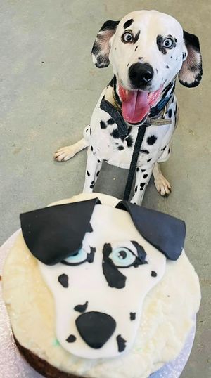 Small traditional Fruit Cake for a Doggy celebration at The Tree Rooms in Peterlee