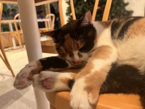 gatito descansando 😻  at Ethique Plant-based in Istanbul